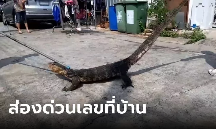 เลขเด็ดตัวเงินตัวทอง