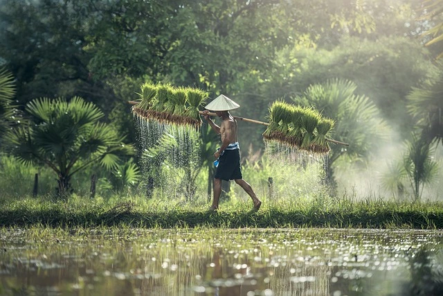 ภาพประกอบ เกษตรกรชาวนา