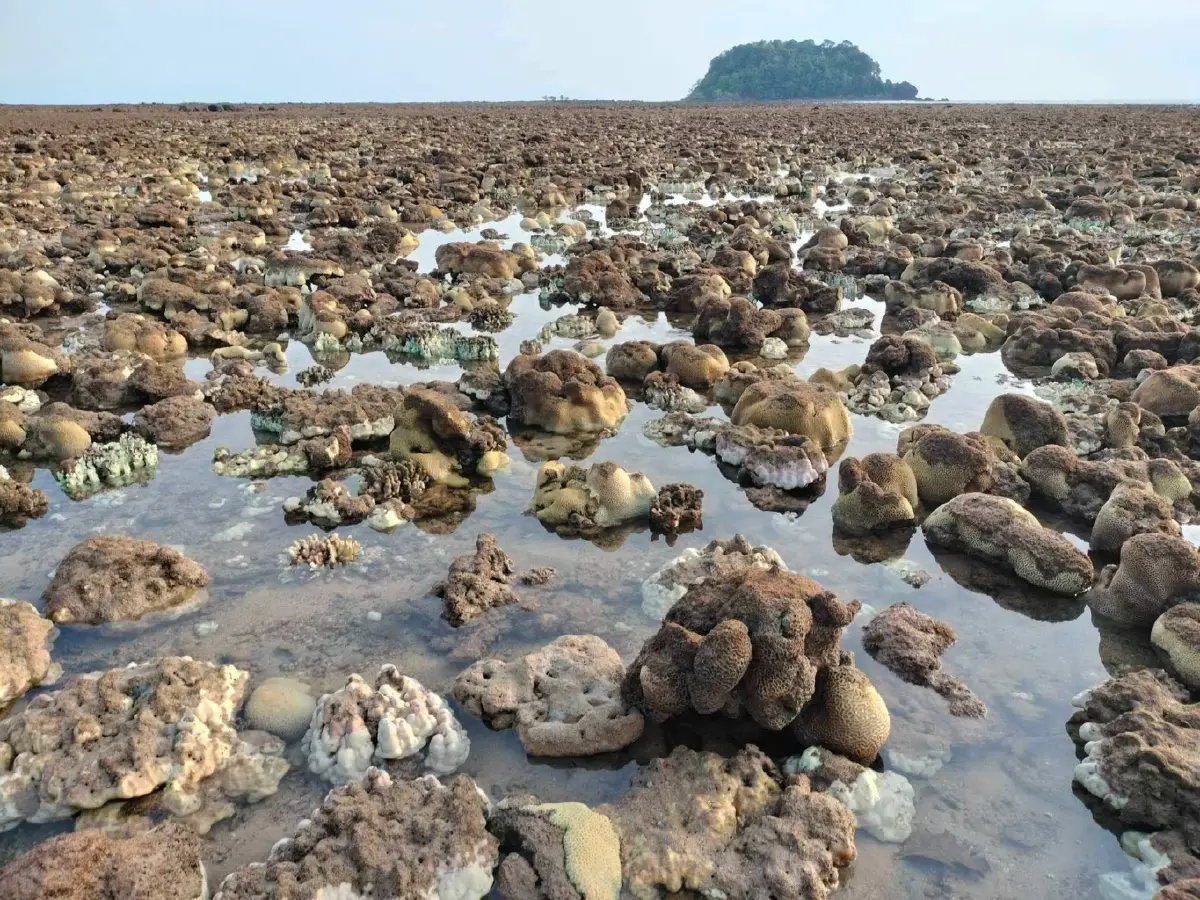 อัปเดตสถานการณ์ "ปะการังฟอกขาว" ล่าสุด พบในเขตอุทยานฯ 12 แห่ง สั่งปิดพื้นที่ห้ามรบกวน