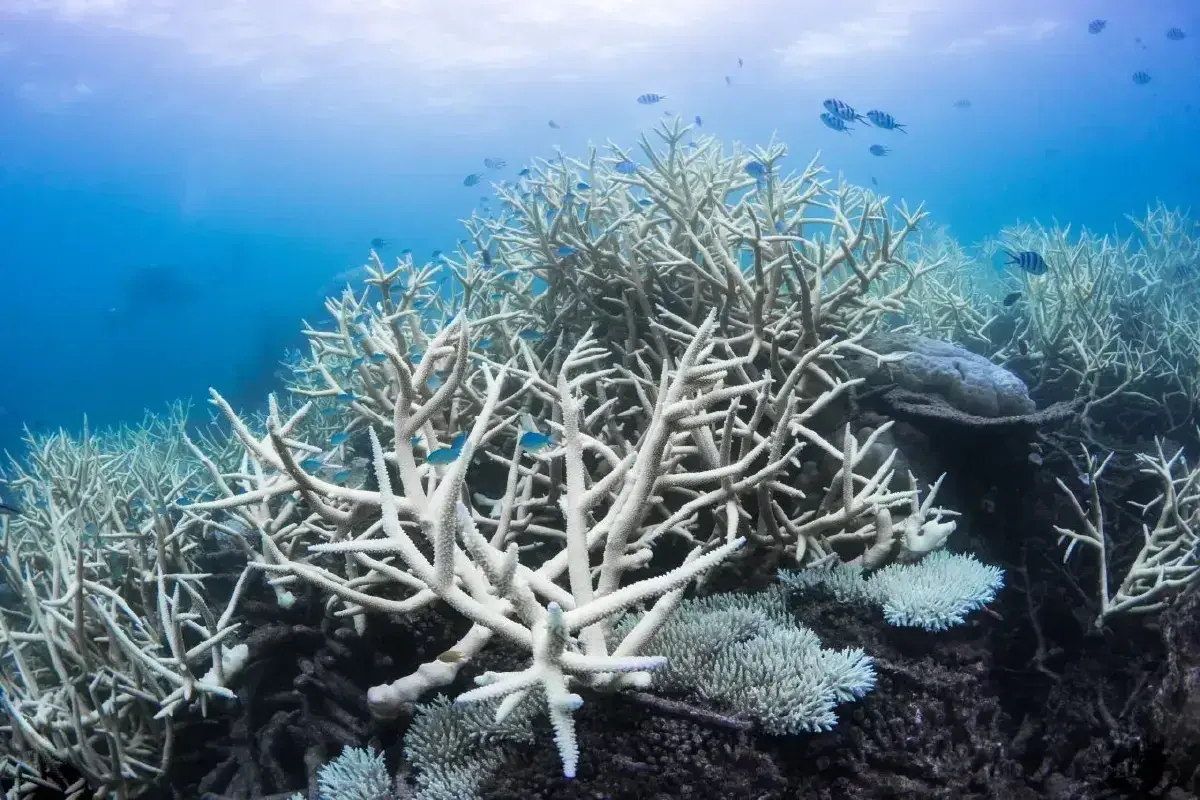 ฟ้องด้วยภาพ 'บังแดดปะการัง' ช่วยวันนี้ ฟื้นฟูปะการังฟอกขาวใกล้ตายได้